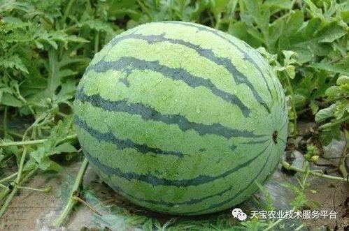 新疆西瓜最新事件爆料,揭秘产业链疑云与市场波动